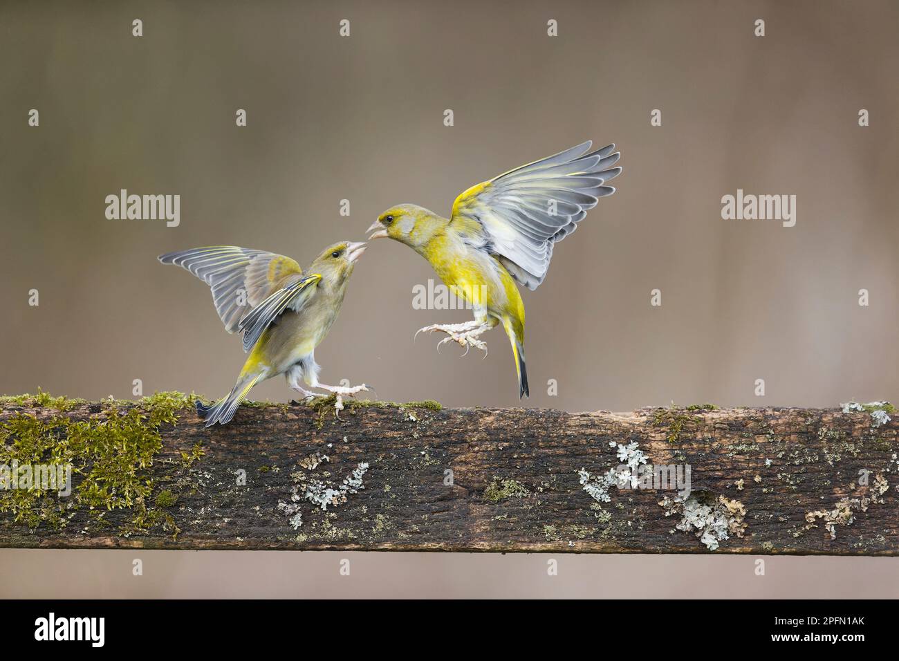 European greenfinch Carduelis chloris, adult pair fighting, Suffolk, England, March Stock Photo