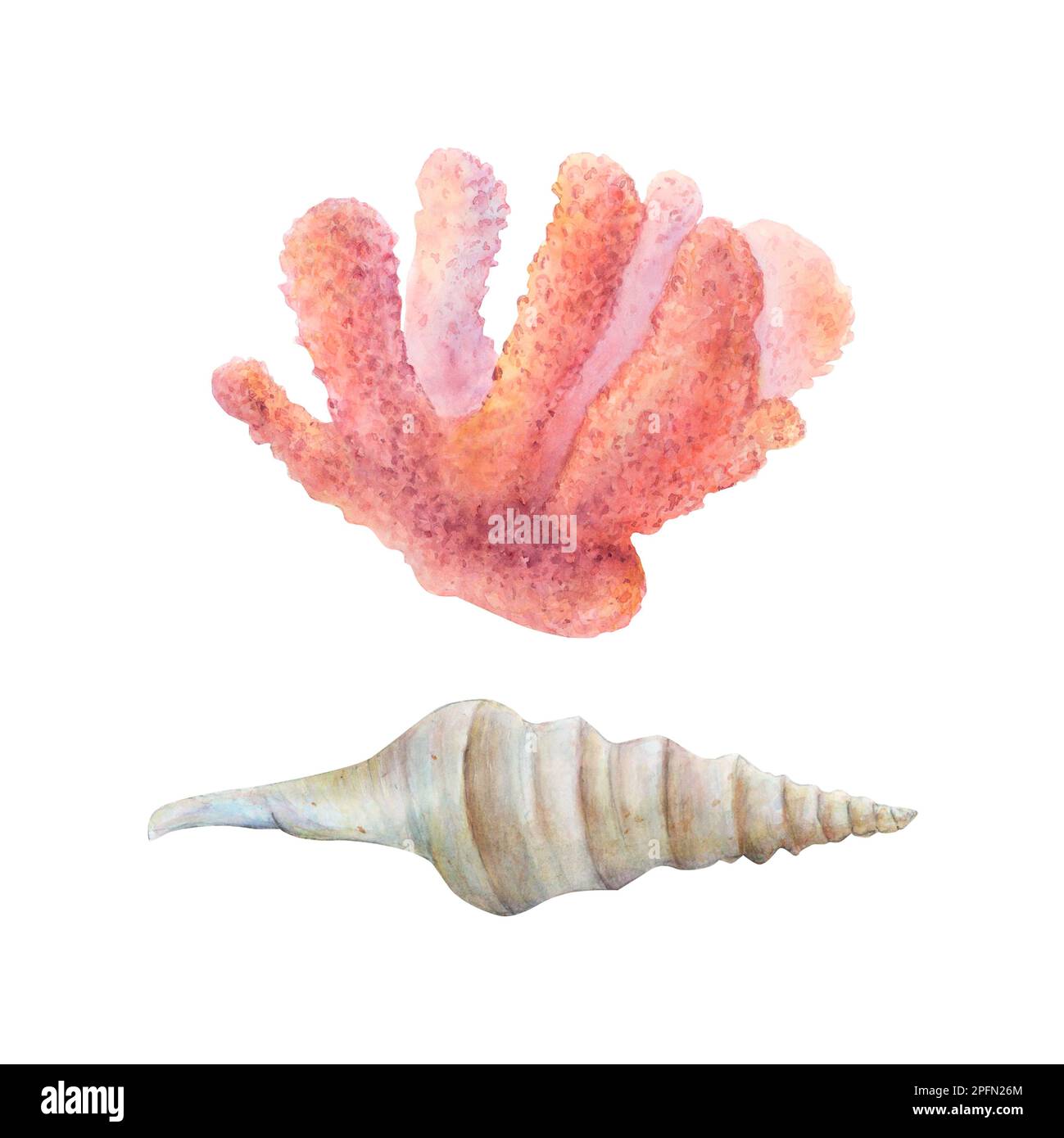 Watercolor drawn set of coral and cone shell on white background. Underwater picture for illustration, stickers, logo, background Stock Photo