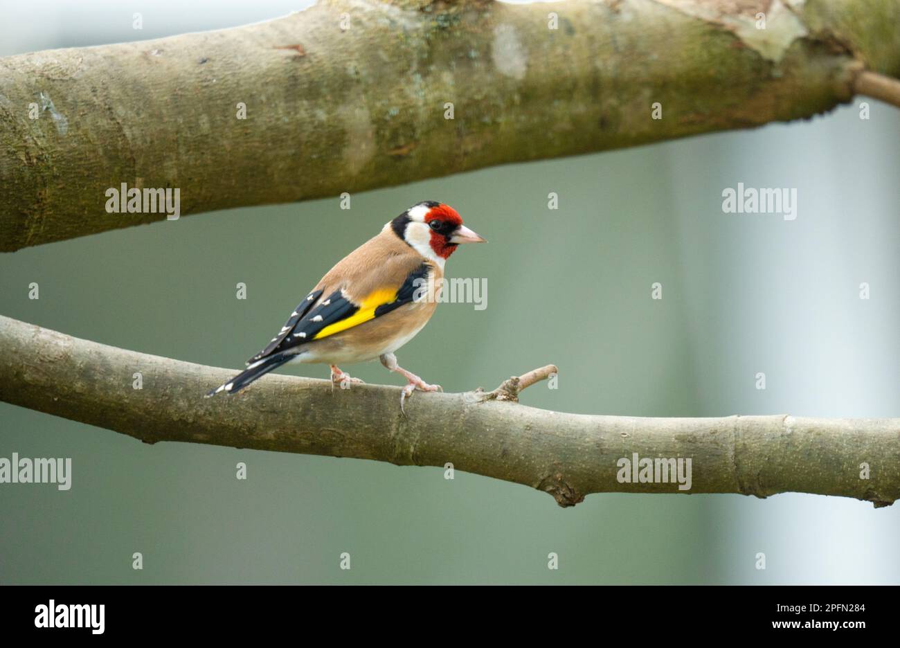 Goldfinch, Stieglitz Stock Photo