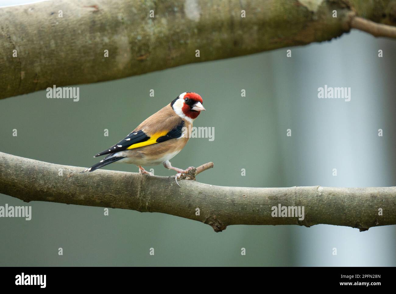 Goldfinch, Stieglitz Stock Photo