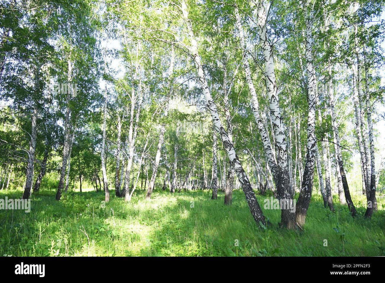 Summer birch forest with sun Stock Photo - Alamy