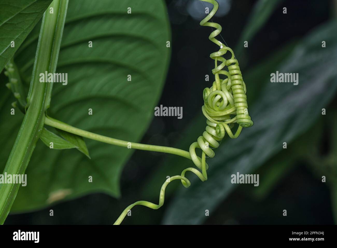 Tendril climbing shrub hi-res stock photography and images - Alamy