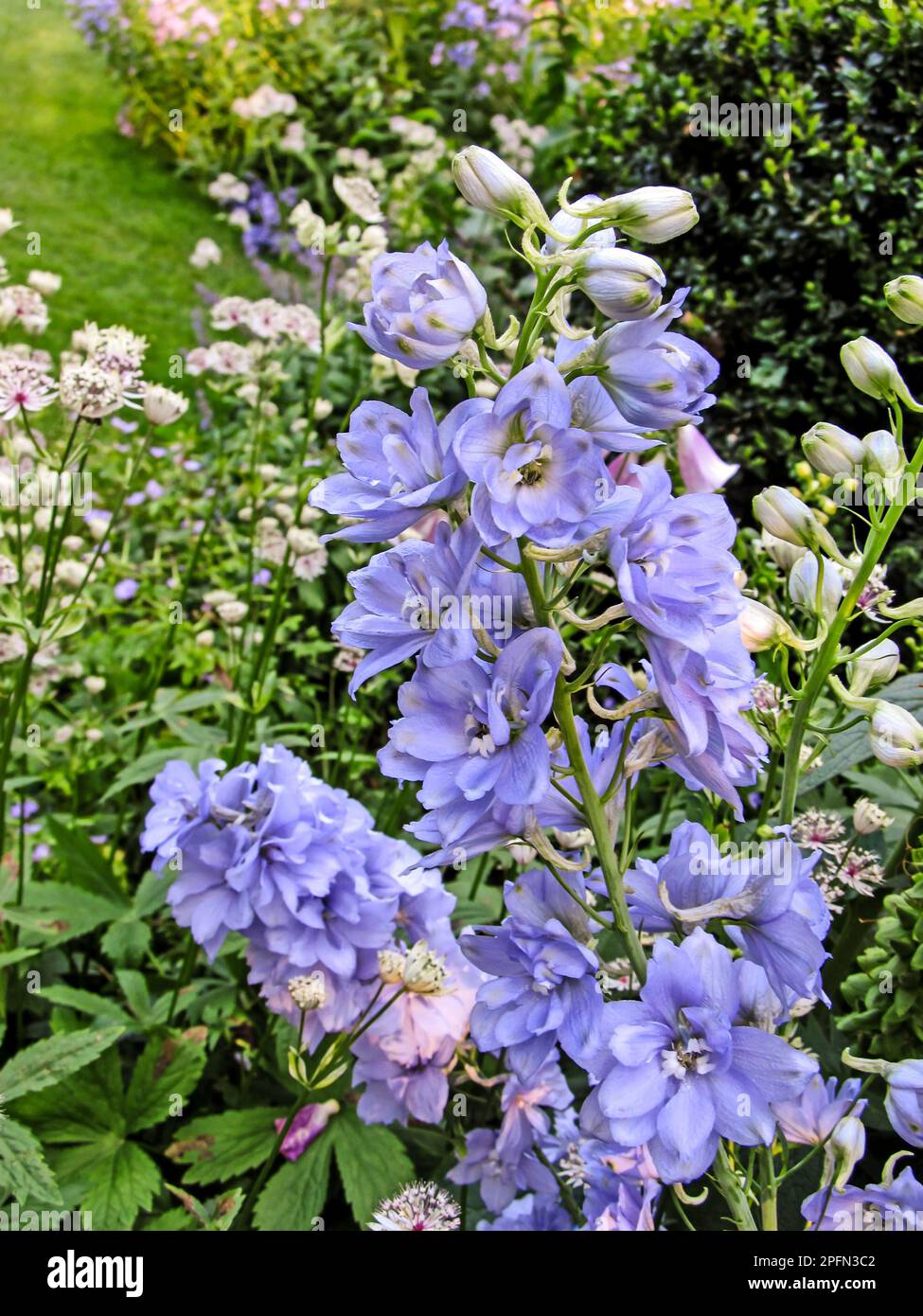 A beautiful Delphinium, with intricate double, light blue flowers in a flowerbed in London. Stock Photo