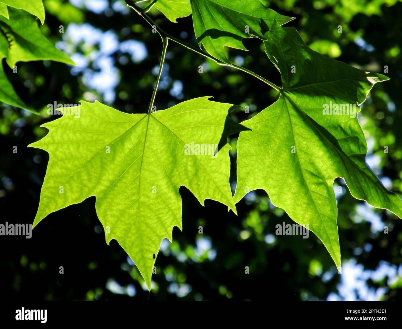 The Maple-shaped back-lit leaf of a London Plane tree Stock Photo - Alamy