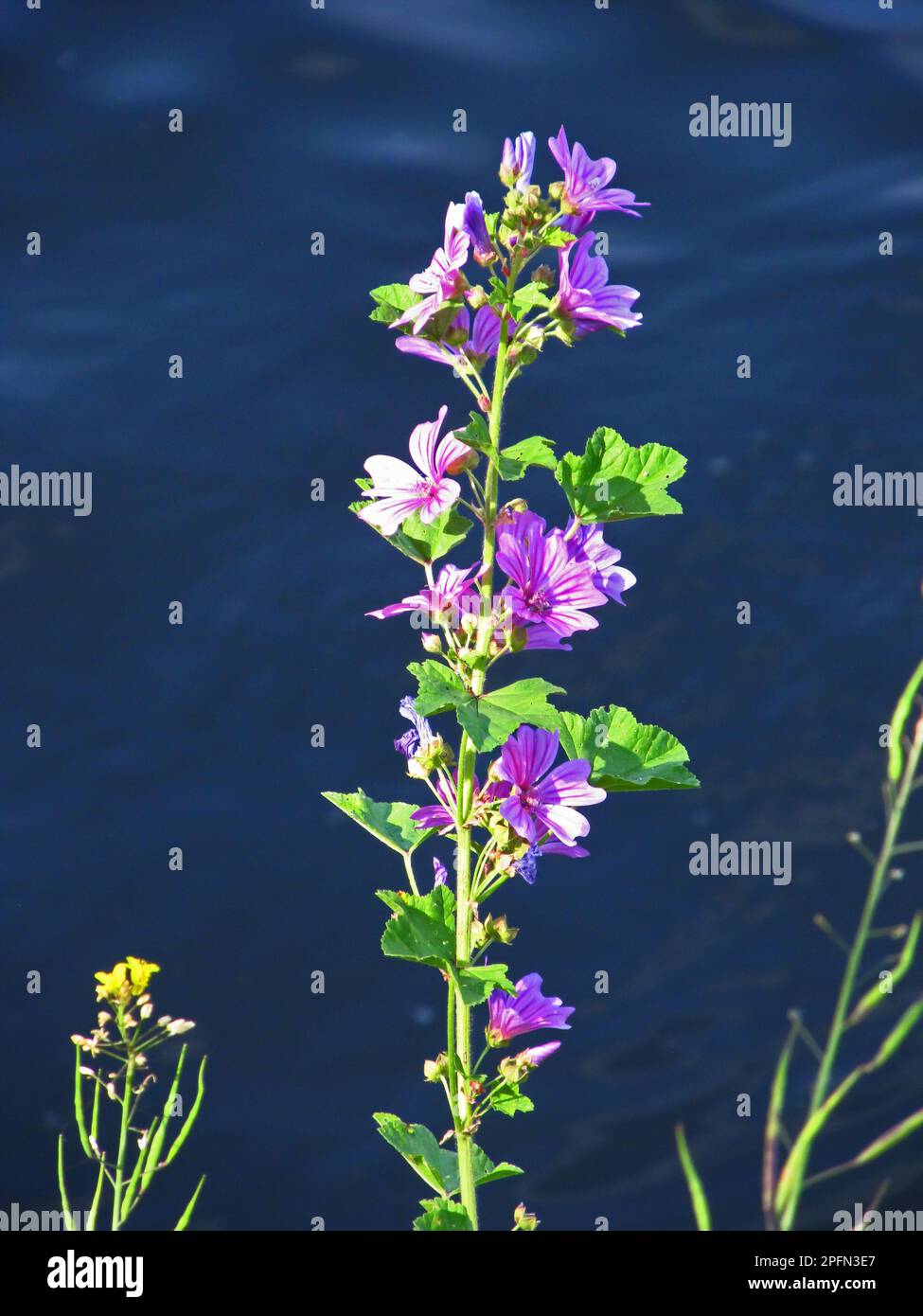 A tall flower spike, with purple flowers, of the common Mallow, Malva skylvestris, against the dark blue water of the river Thames, UK Stock Photo