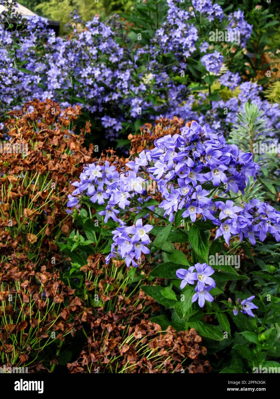 The last blue Campanula flowers of the season. Stock Photo