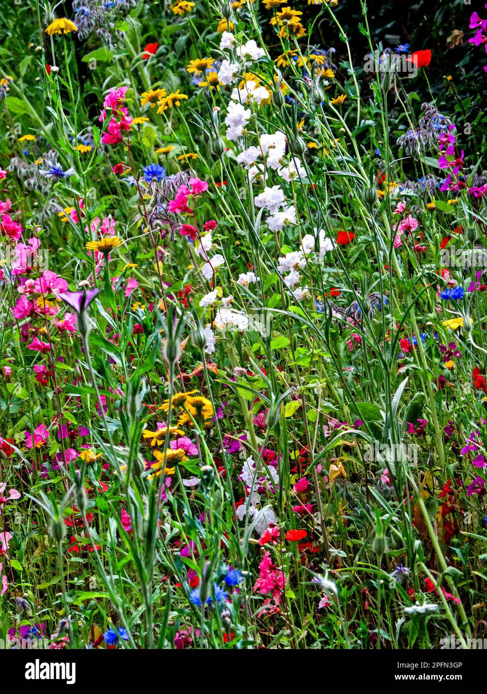 A mass of English wildflowers in full bloom and seed pods, during