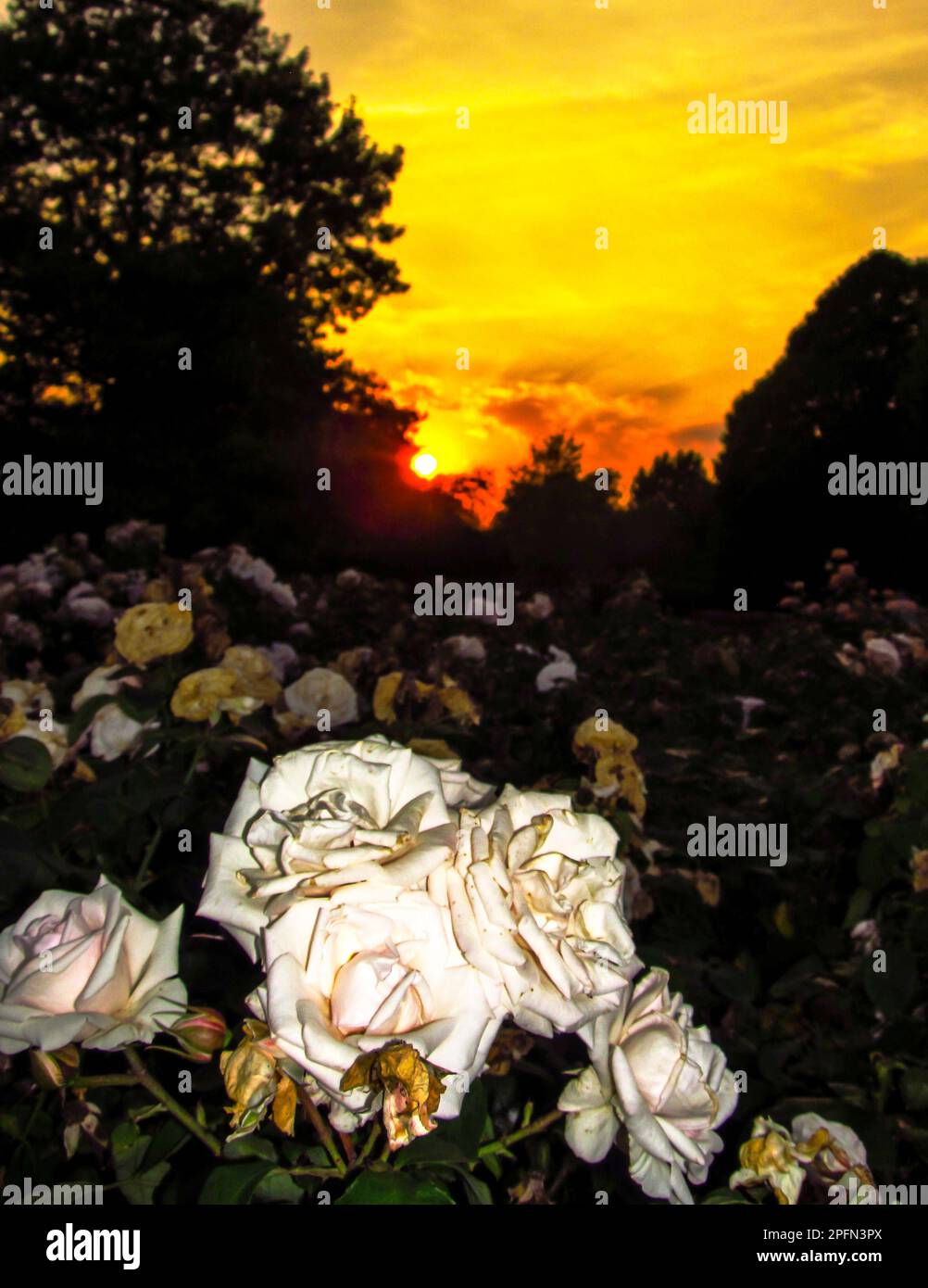 A golden sunset, with a mass of white roses in the foreground. Stock Photo