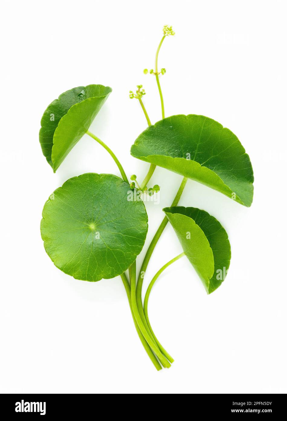 Close up centella asiatica leaves with rain drop isolated on white background top view. Stock Photo