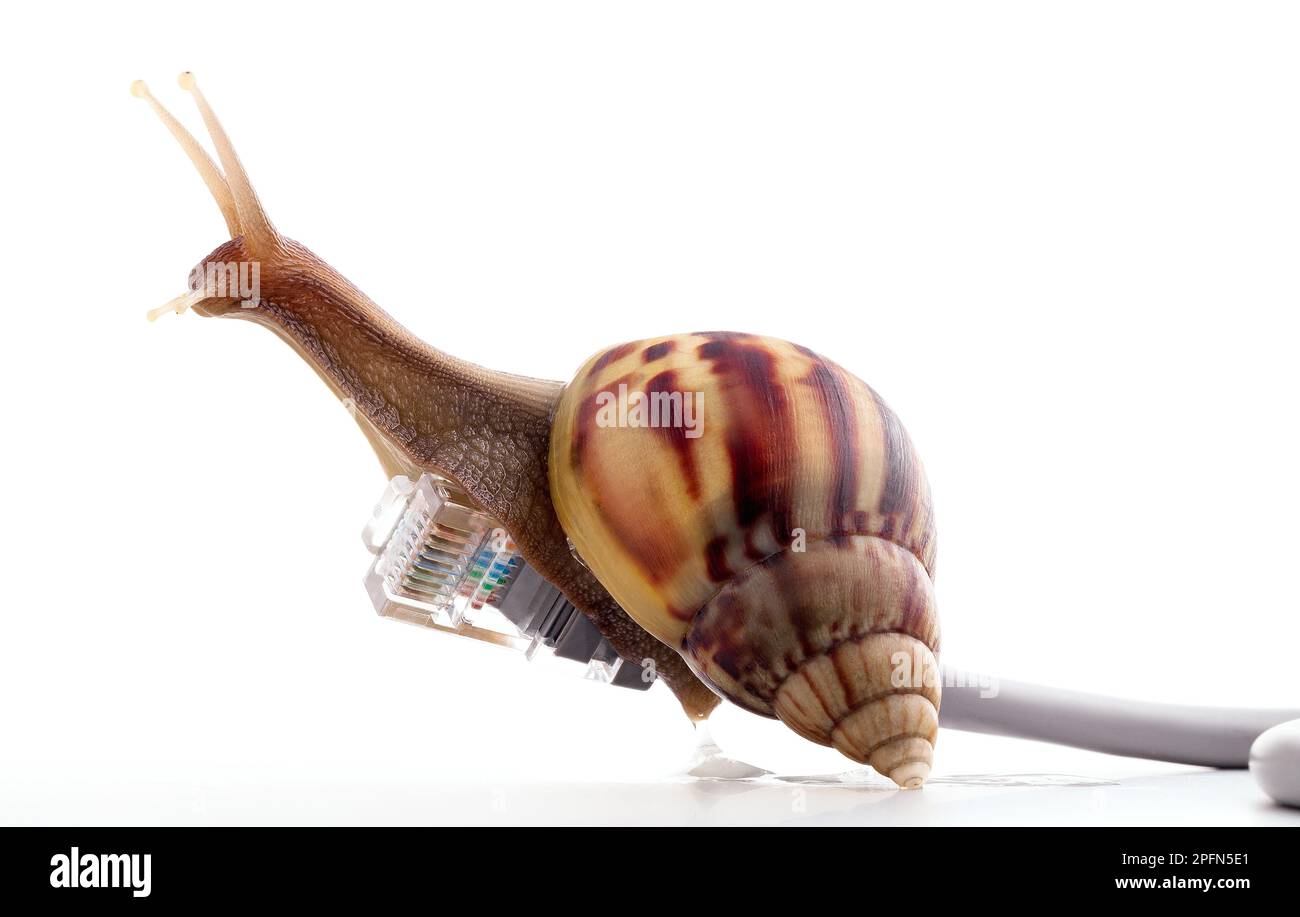 Snail with rj45 connector symbolic photo for slow internet connection. broadband connection is not available everywhere. Stock Photo