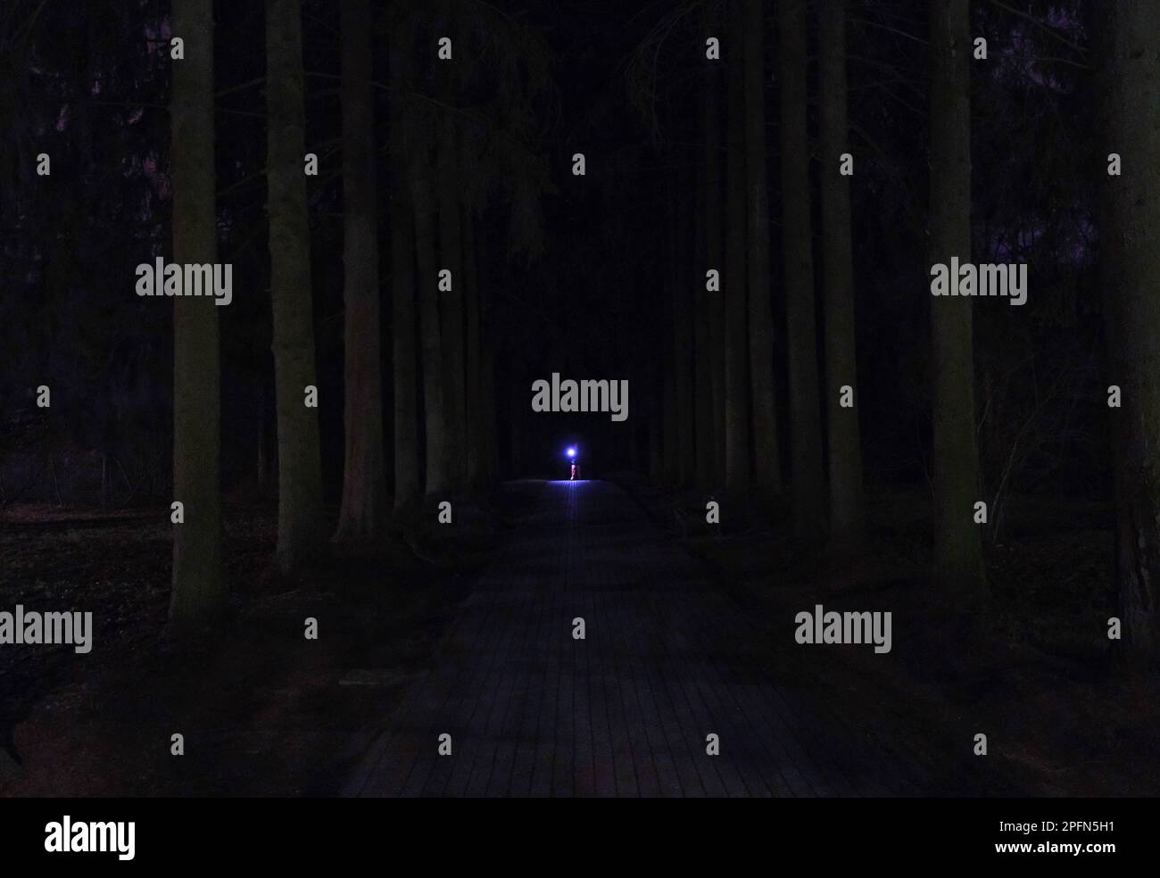 Flashlight forest hi-res stock photography and images - Alamy