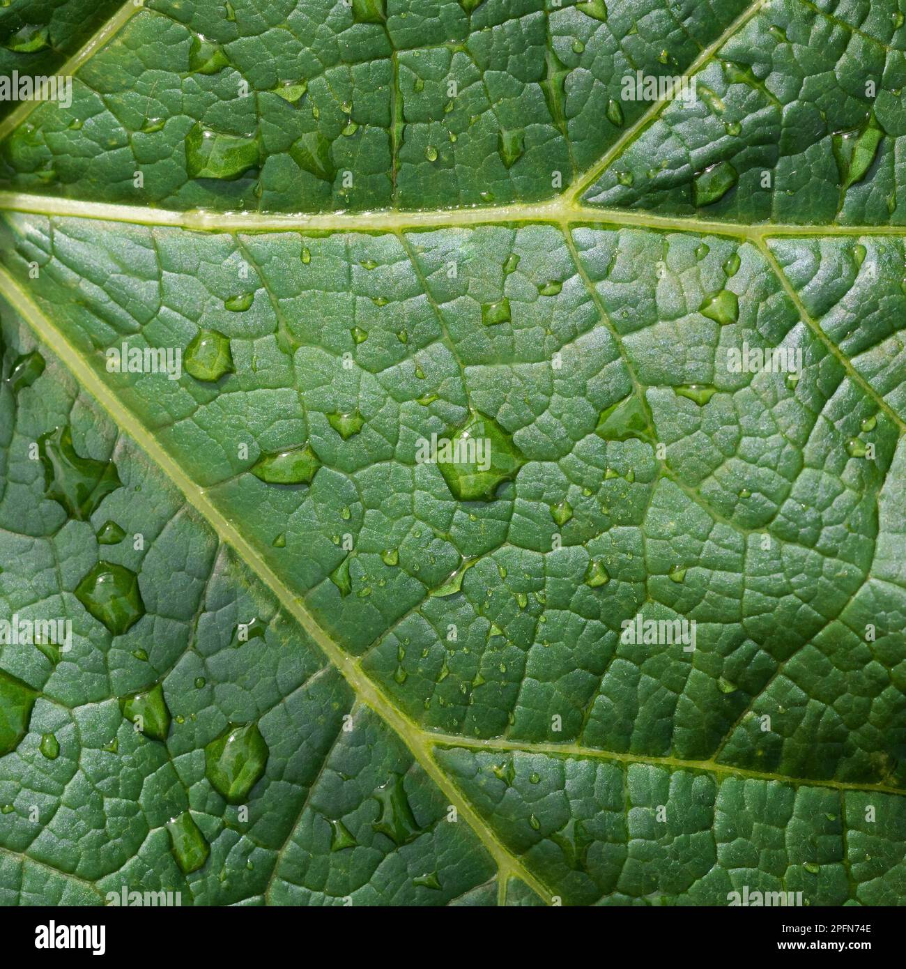 Green leaf with drops. Raindrops on a green leaf. Nature background. Stock Photo