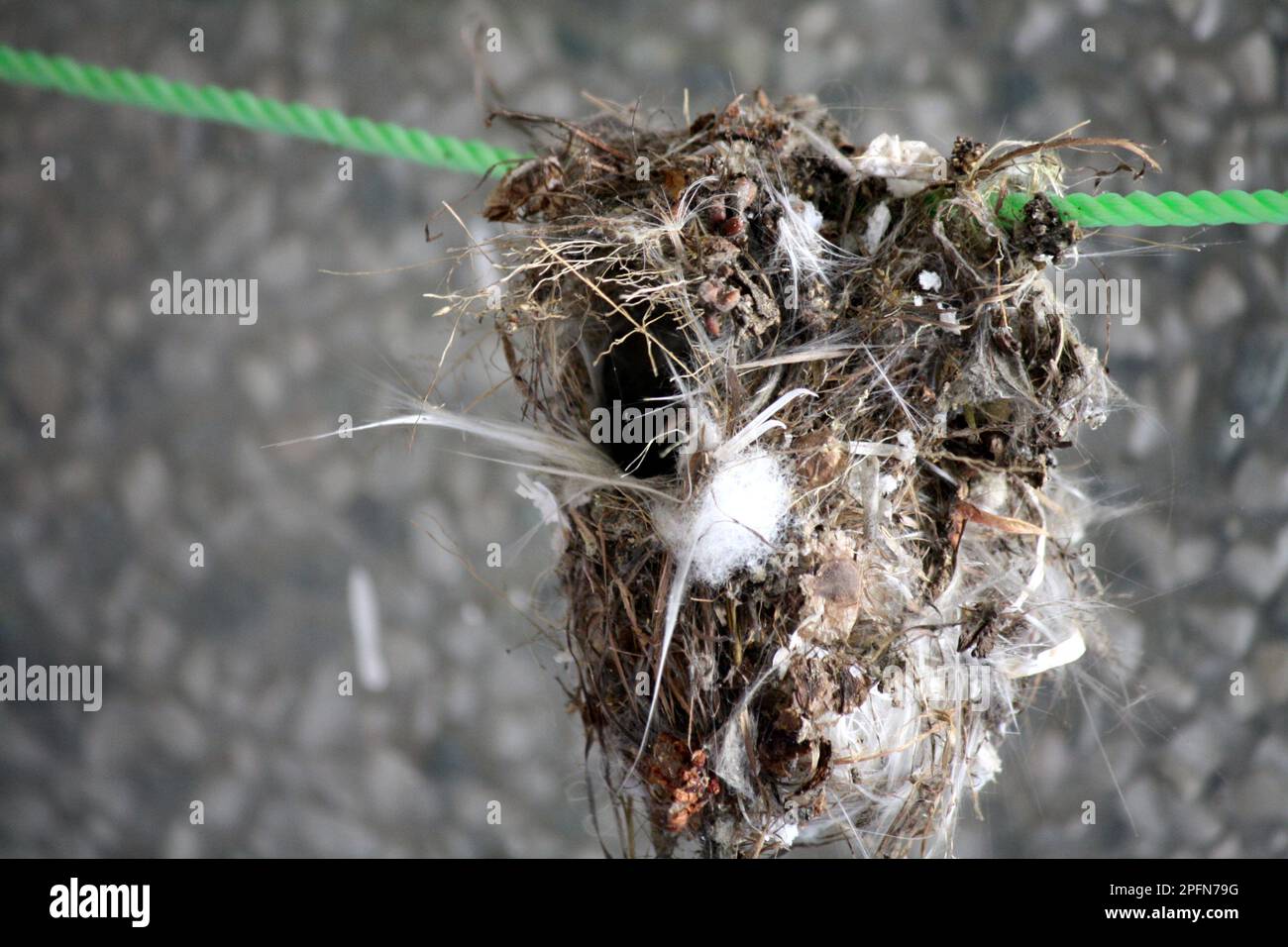 Purple Sunbird (Cinnyris asiaticus) nest constructed with twigs, feathers, cobweb and threads : (pix Sanjiv Shukla) Stock Photo