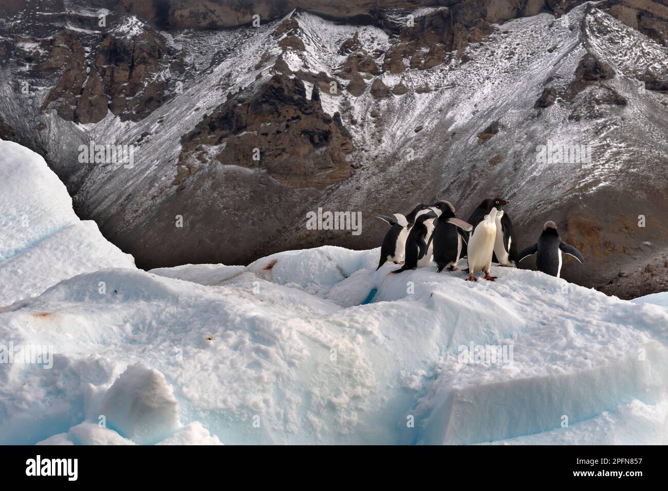 Group of adelie penguins hi-res stock photography and images - Alamy