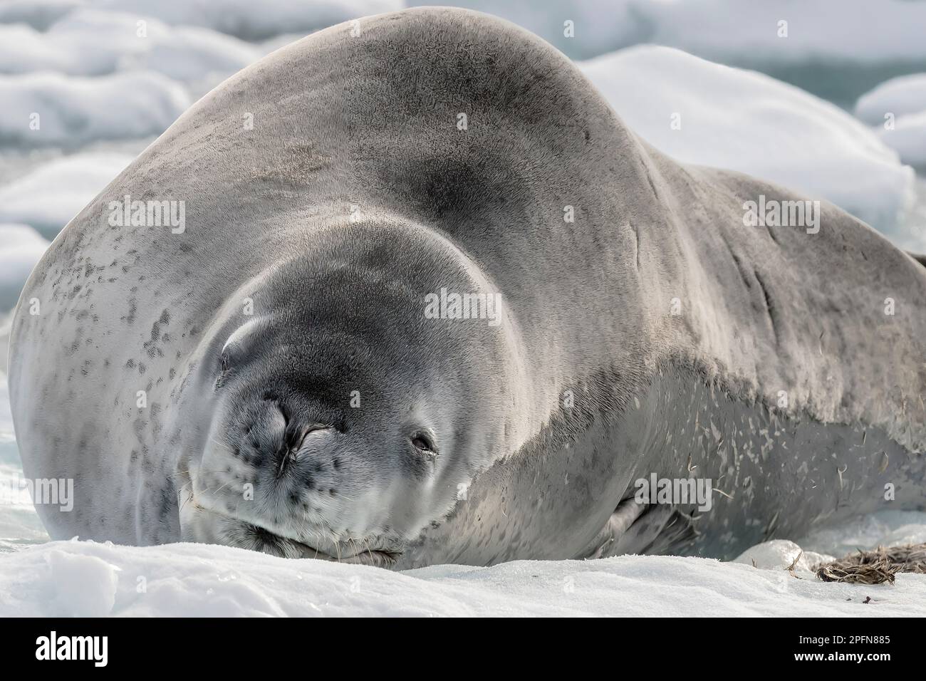 Leopard seal in its environment hi-res stock photography and images - Alamy