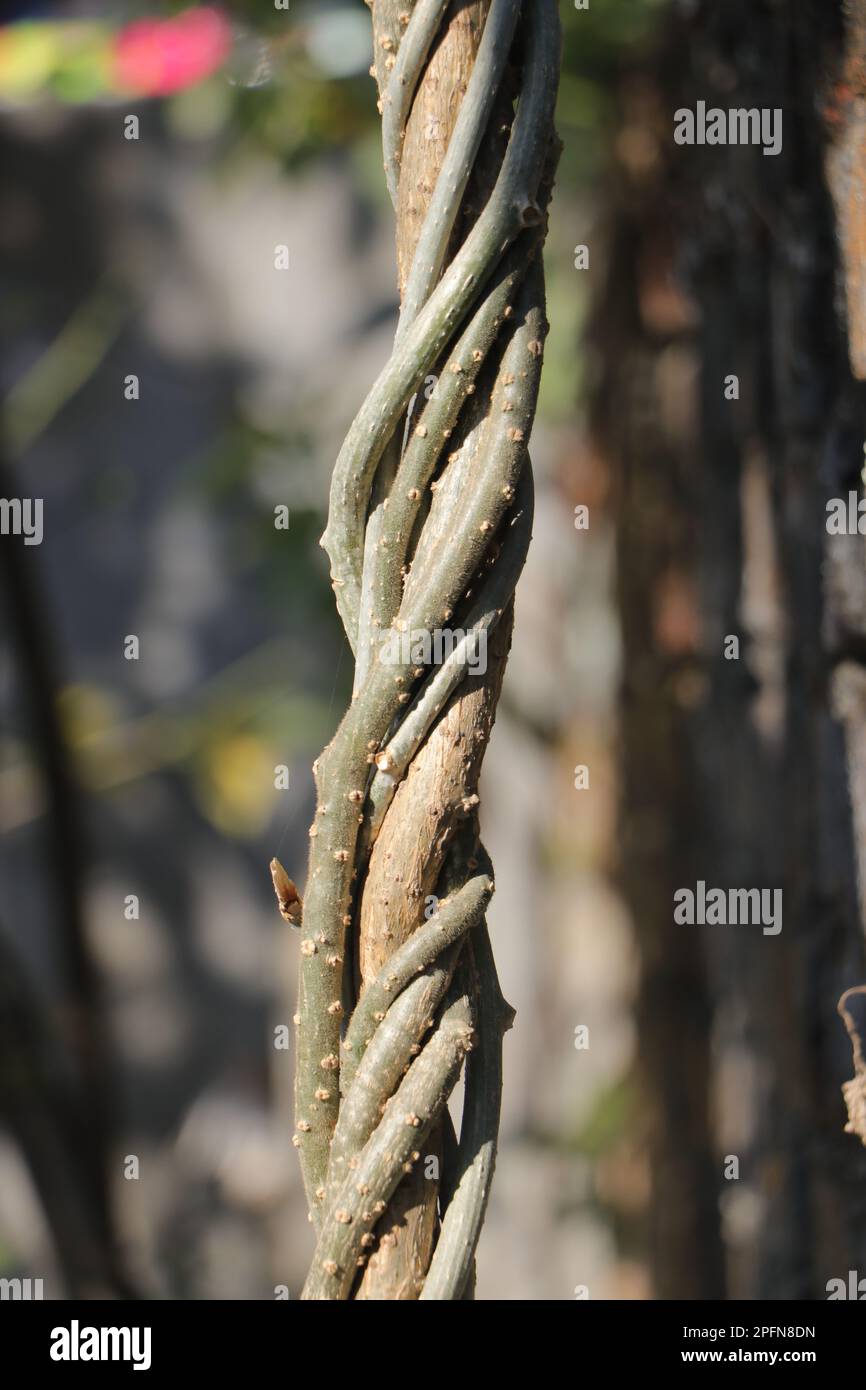Giloy (T. cordifolia) is a climbing shrub and an essential herb in Ayurvedic medicine. Stock Photo