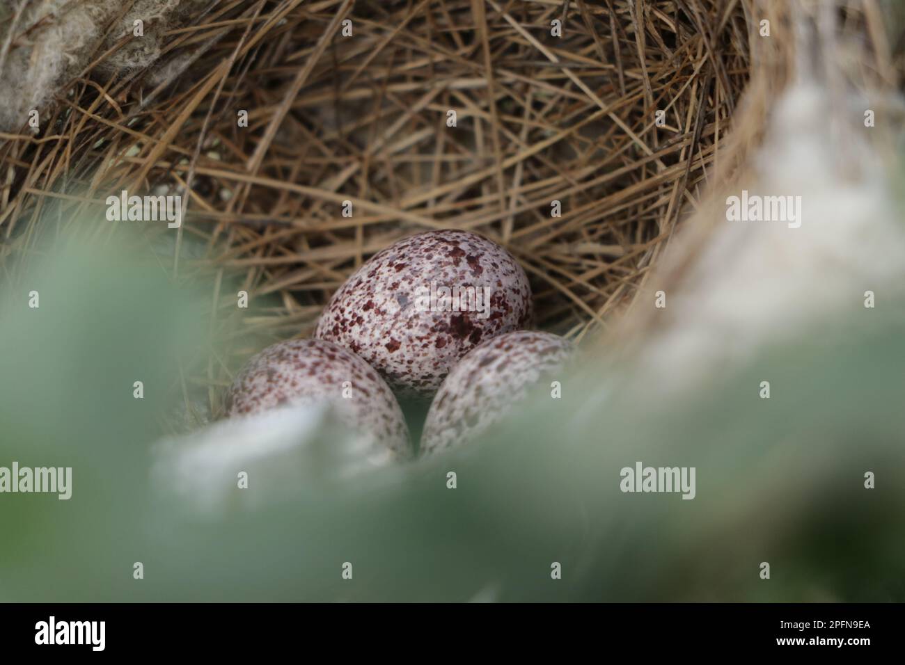 Bird's nest in natural habitat. Stock Photo