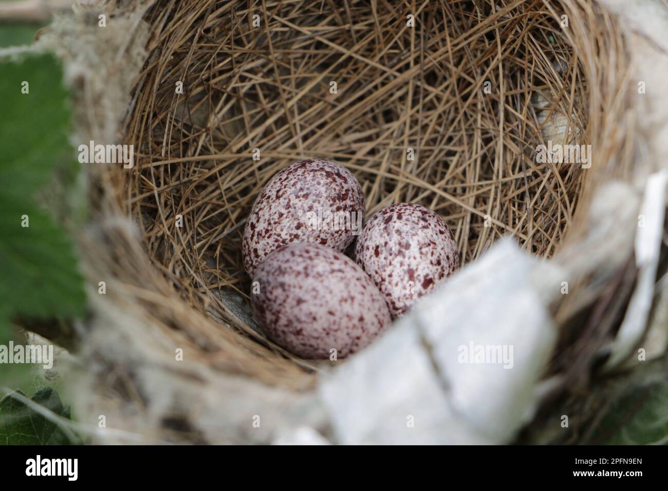 Bird's nest in natural habitat. Stock Photo