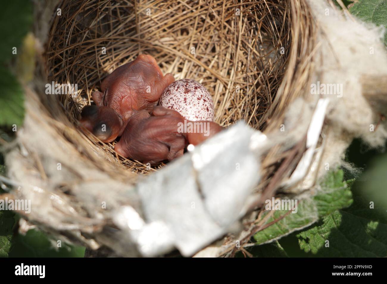 newborn baby blackbird in the nest. young bird newborn and eggs in the nest  - Turdus merula. Common Blackbird Stock Photo - Alamy