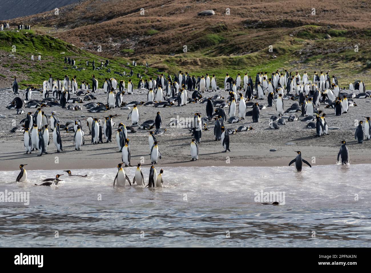 South Georgia, Fortuna bay. King Penguins (Aptenodytes patagonicus ...