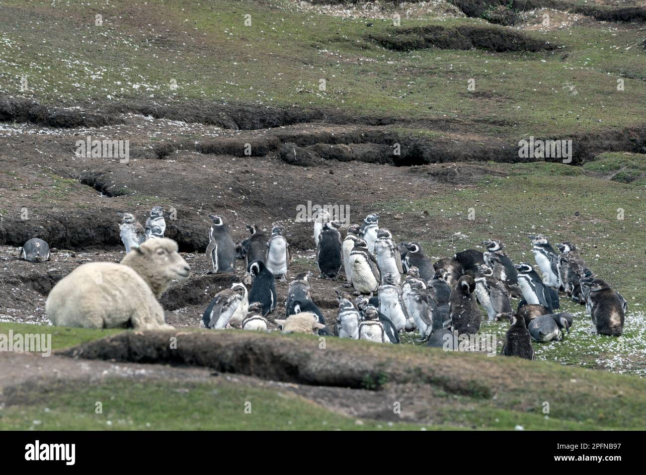 Falkland Islands, Saunders island. Magellanic penguins (Spheniscus