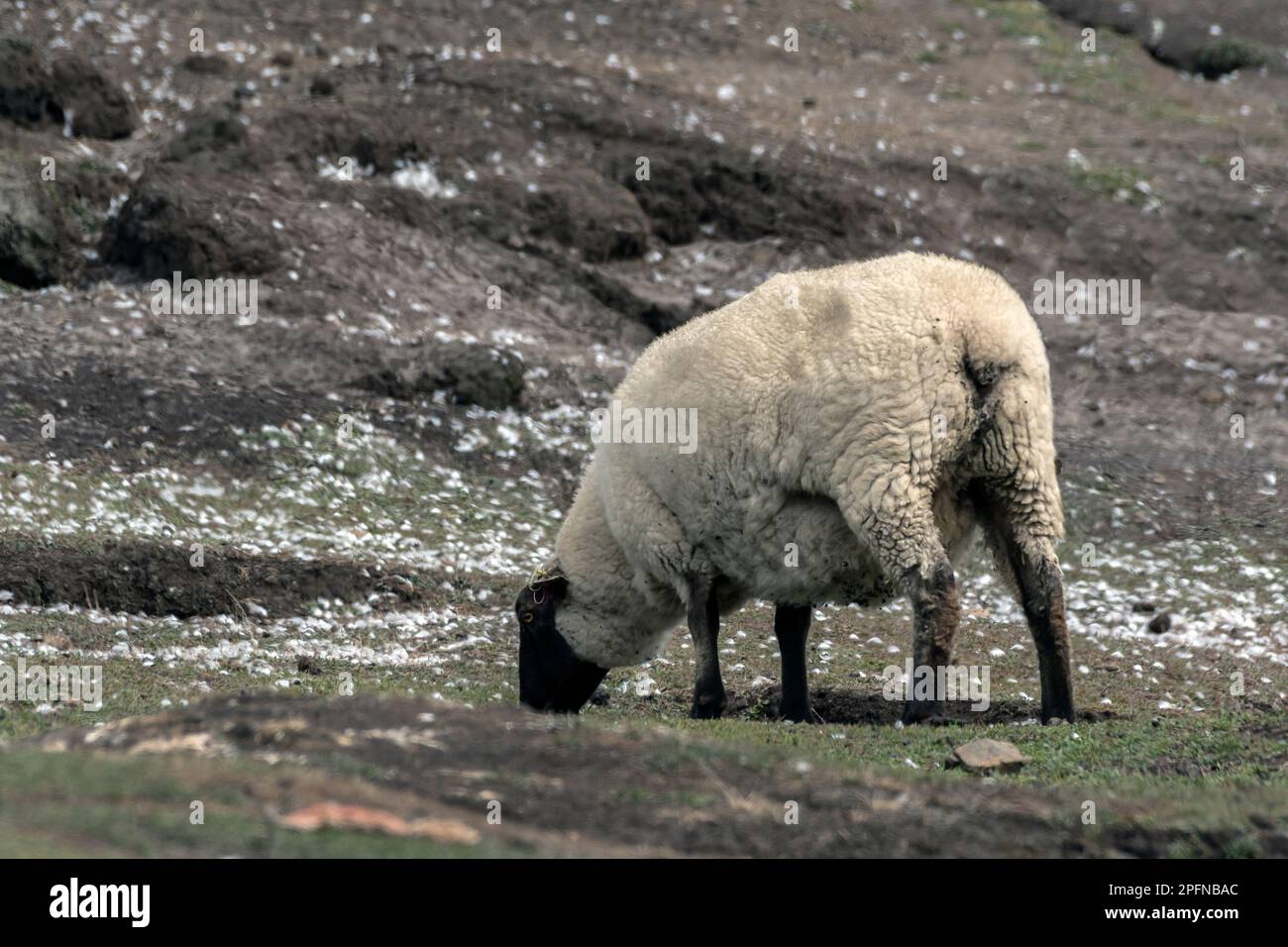Falkland Islands, Saunders island. sheep Stock Photo Alamy