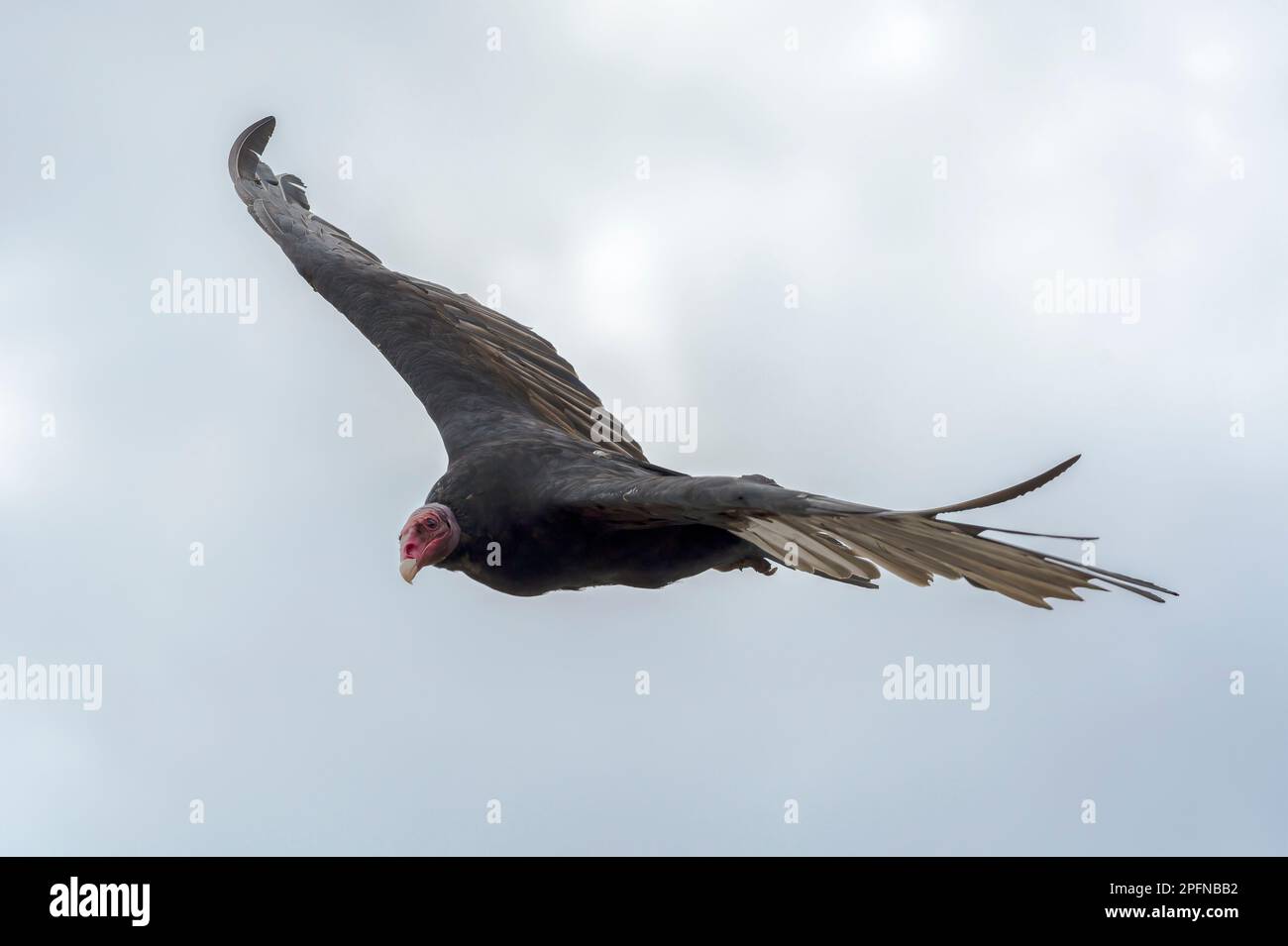 Falkland Islands, Saunders island. Turkey Vulture (Cathartes aura falklandia) Stock Photo