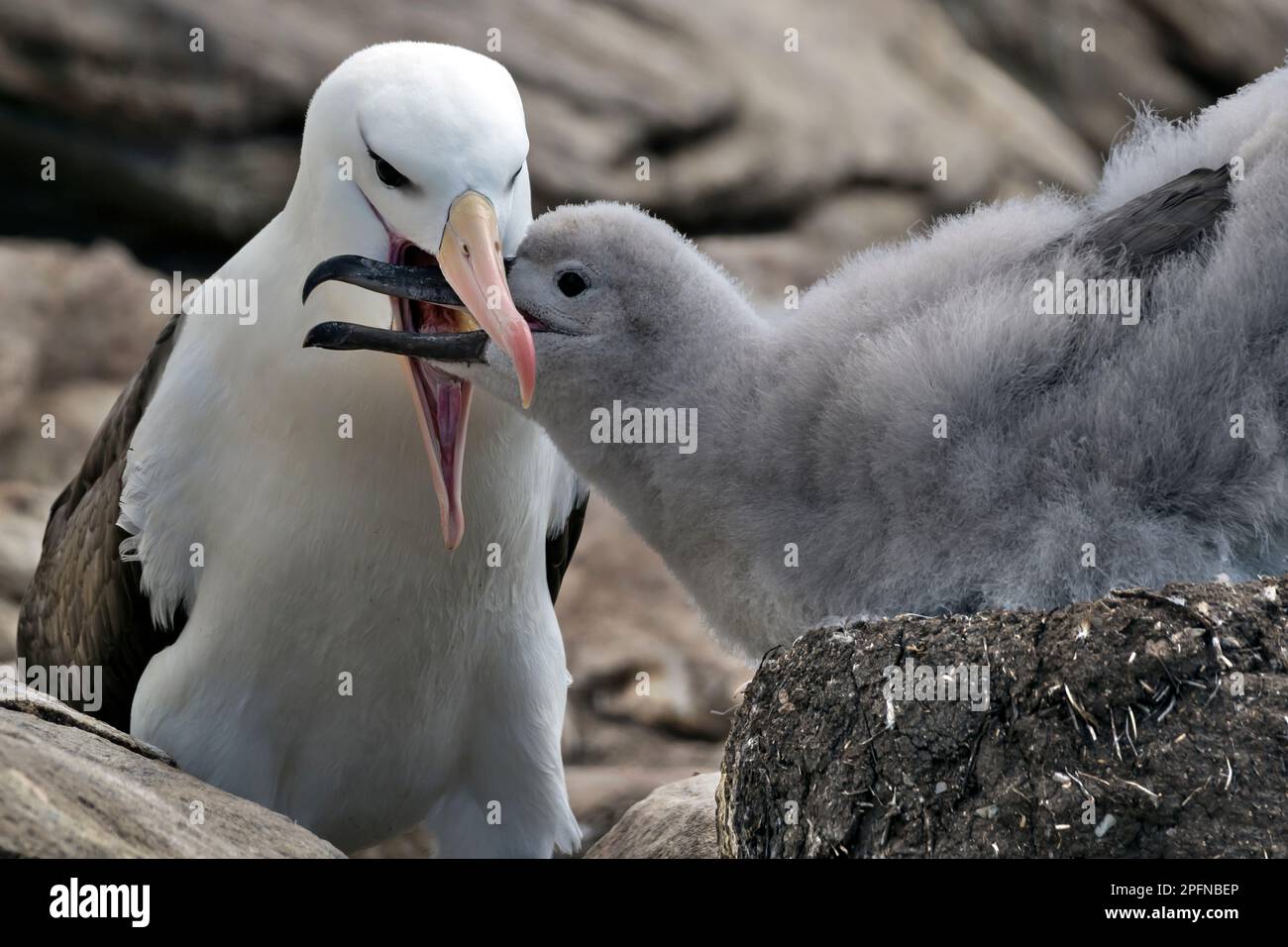 Falkland islands, Saunders island. Black-browed Albatross (Thalassarche melanophrys) Stock Photo