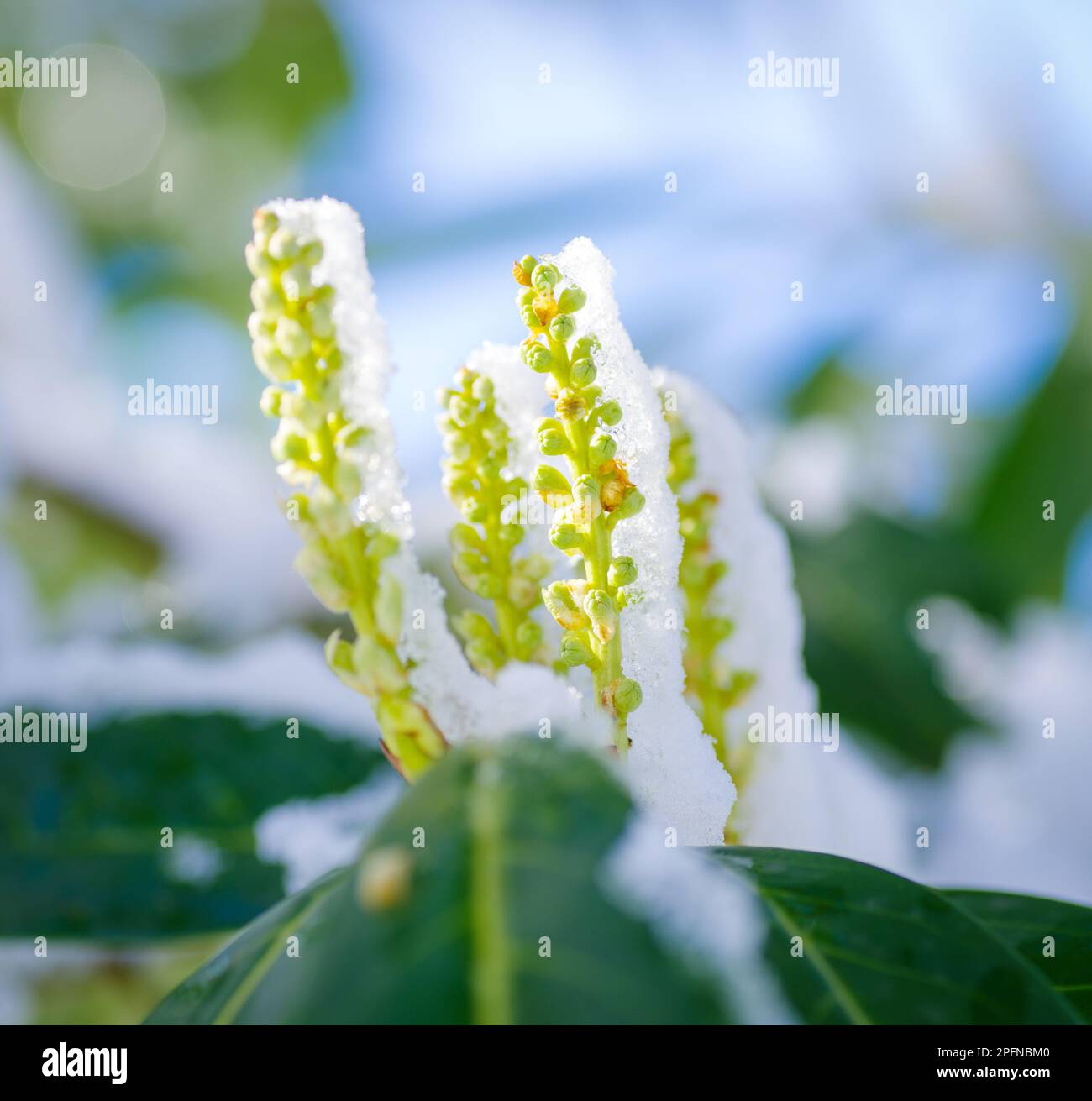 green blooming plants covered with a fresh layer of snow Stock Photo