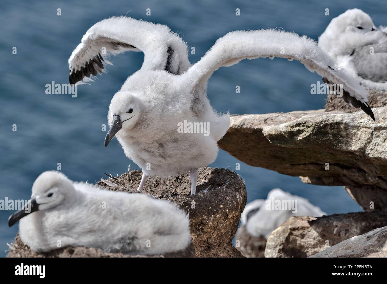 Falkland islands. Saunders island. Blackbrowed Albatross (Thalassarche
