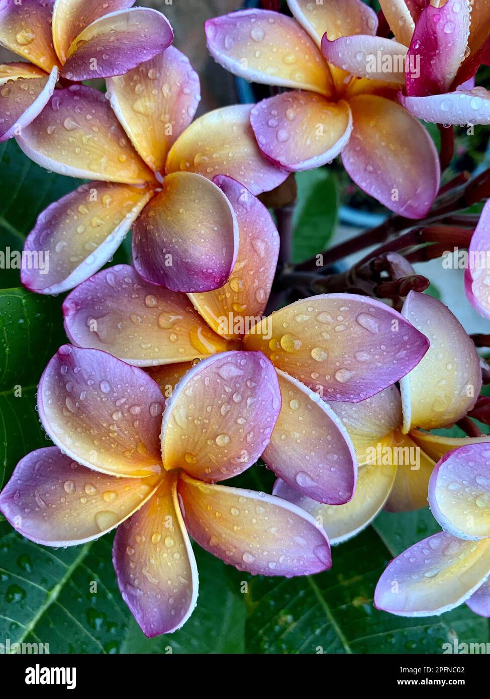 A genus of flowering plants in the family apocynaceae hi-res stock  photography and images - Alamy