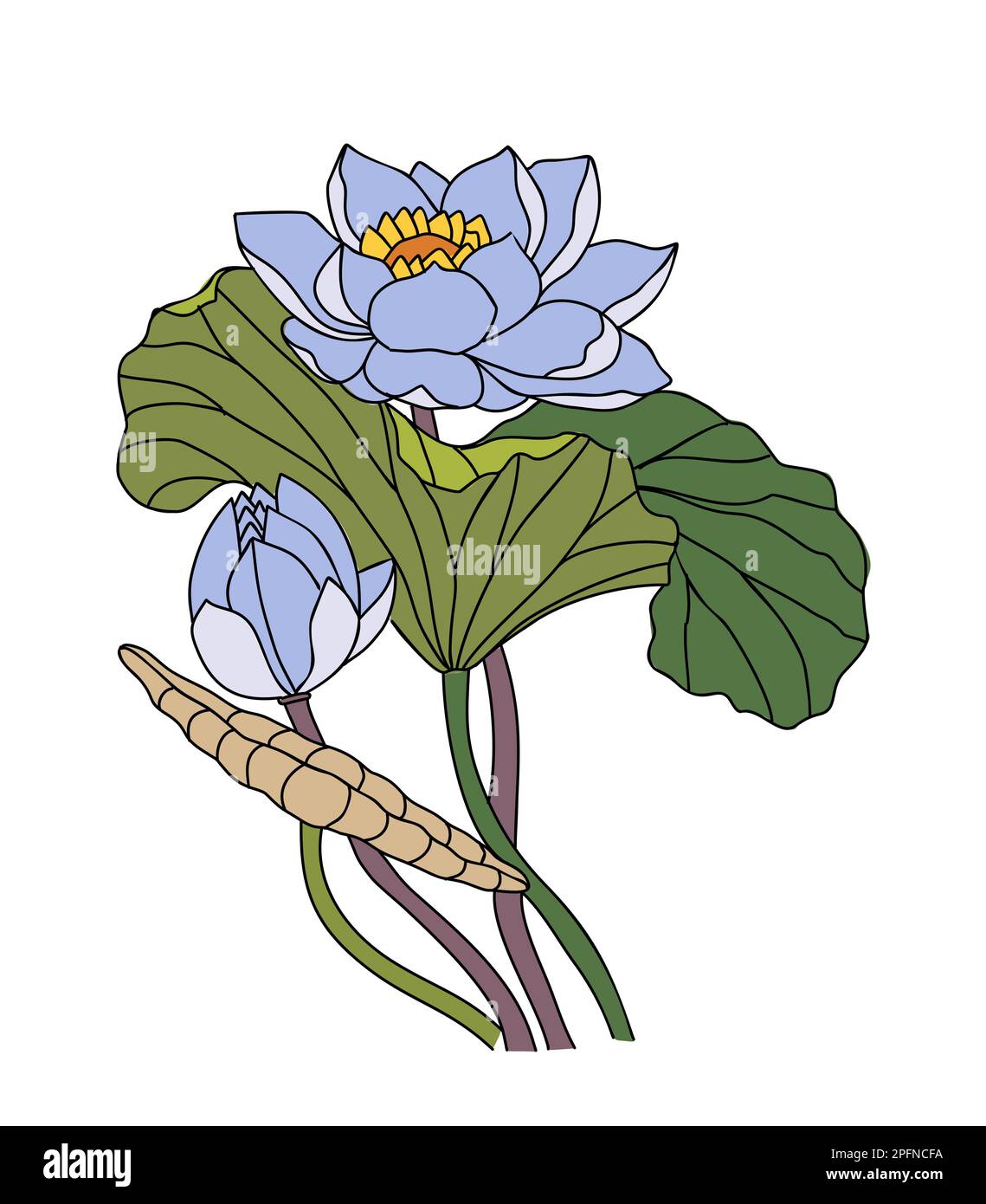 Water lily July birth month flower colorful vector Stock Vector Image