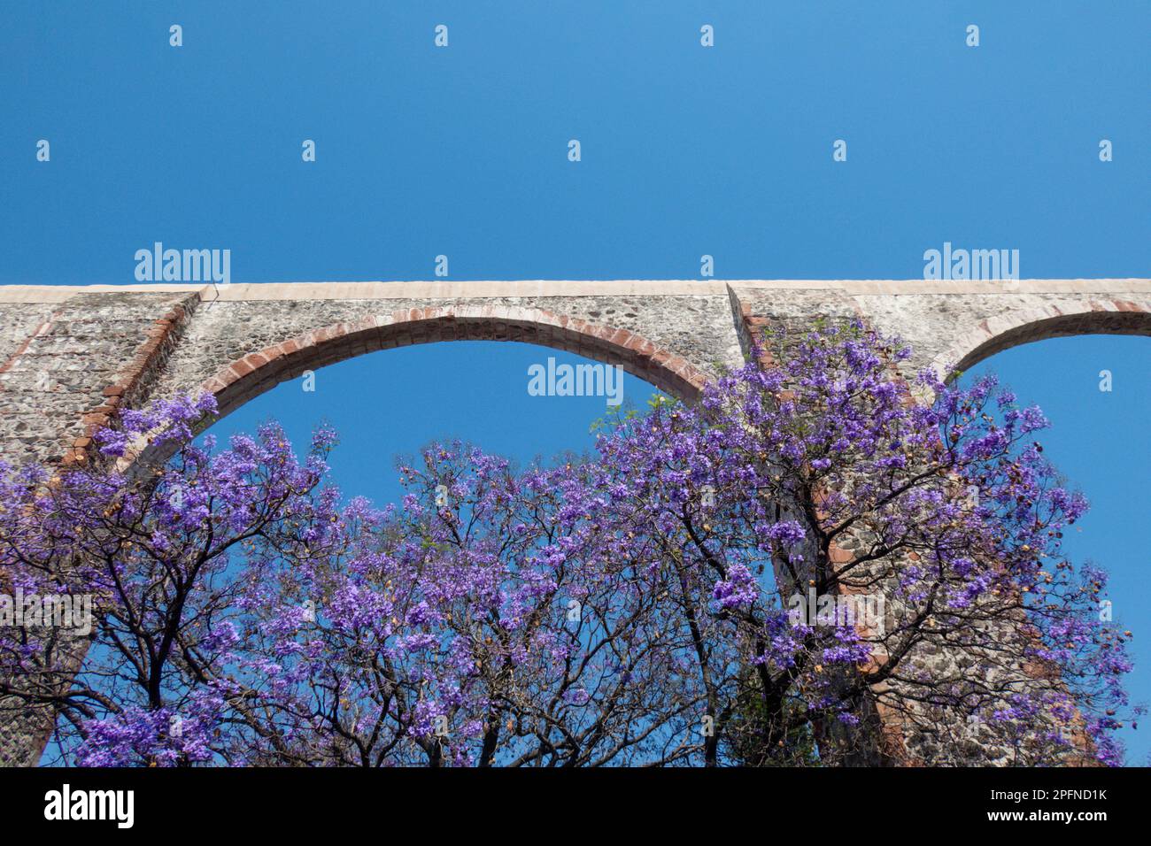 A Queretaro Mexico aqueduct with jacaranda tree and purple flowers
