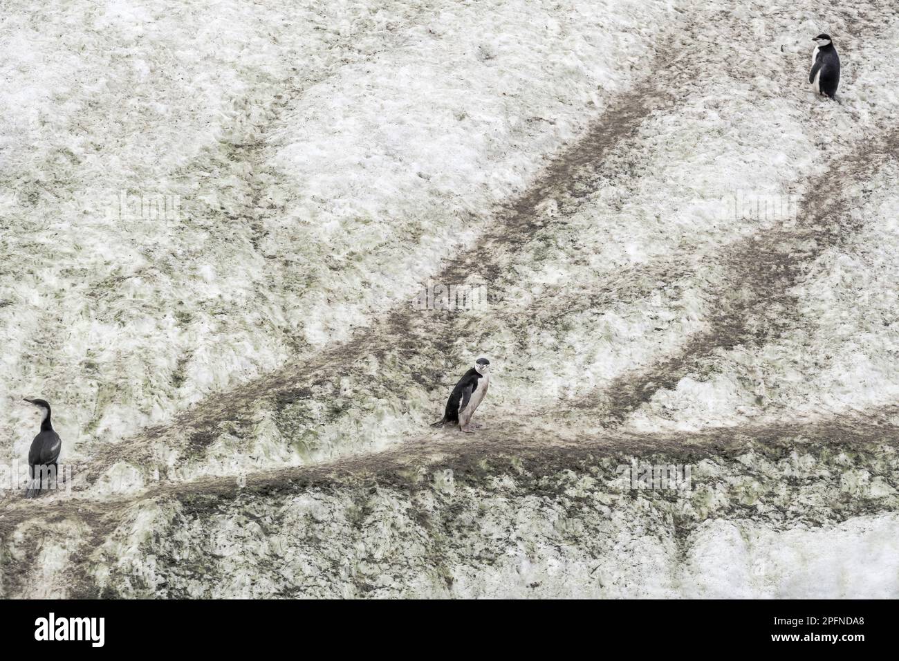 Antarctic Peninsula, Paulet island. Chinstrap Penguins (Pygoscelis antarctica); Antarctic Cormorant (Phalacrocorax bransfieldensi) Stock Photo