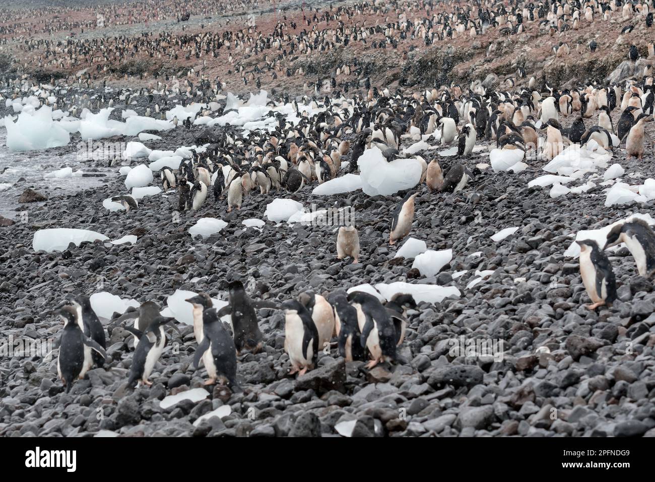 Antarctic Peninsula, Paulet island. Adelie penguins (Pygoscelis adeliae) Stock Photo