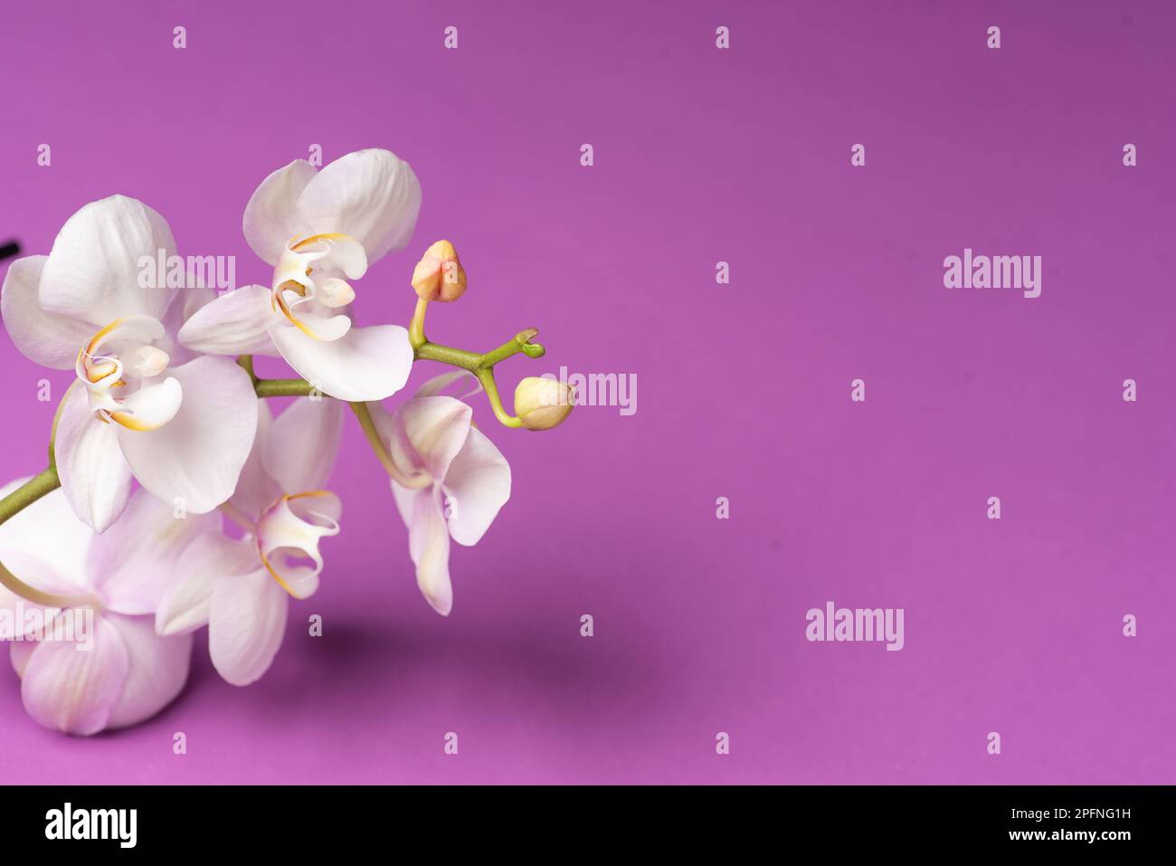 Fresh spring orchid flower on a purple background with copy space Stock Photo