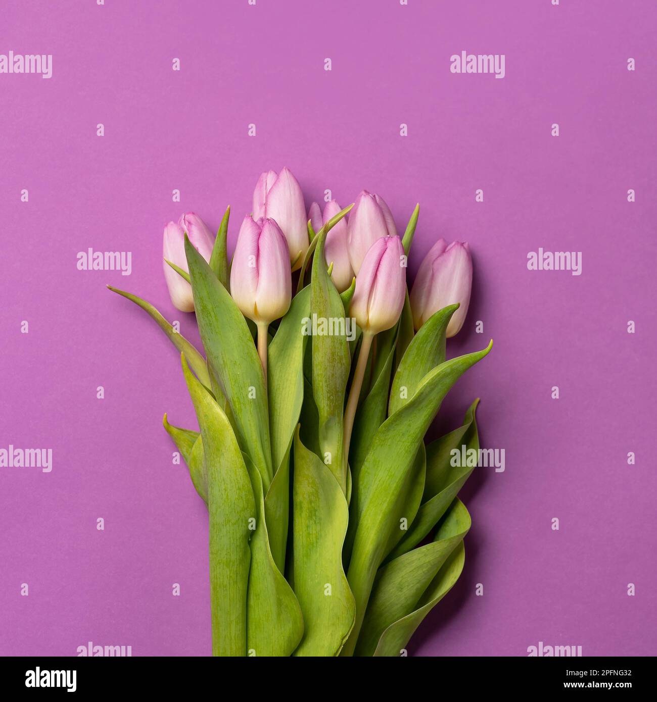 Purple tulips on matching purple background arrangement top view flat lay with copy space Stock Photo