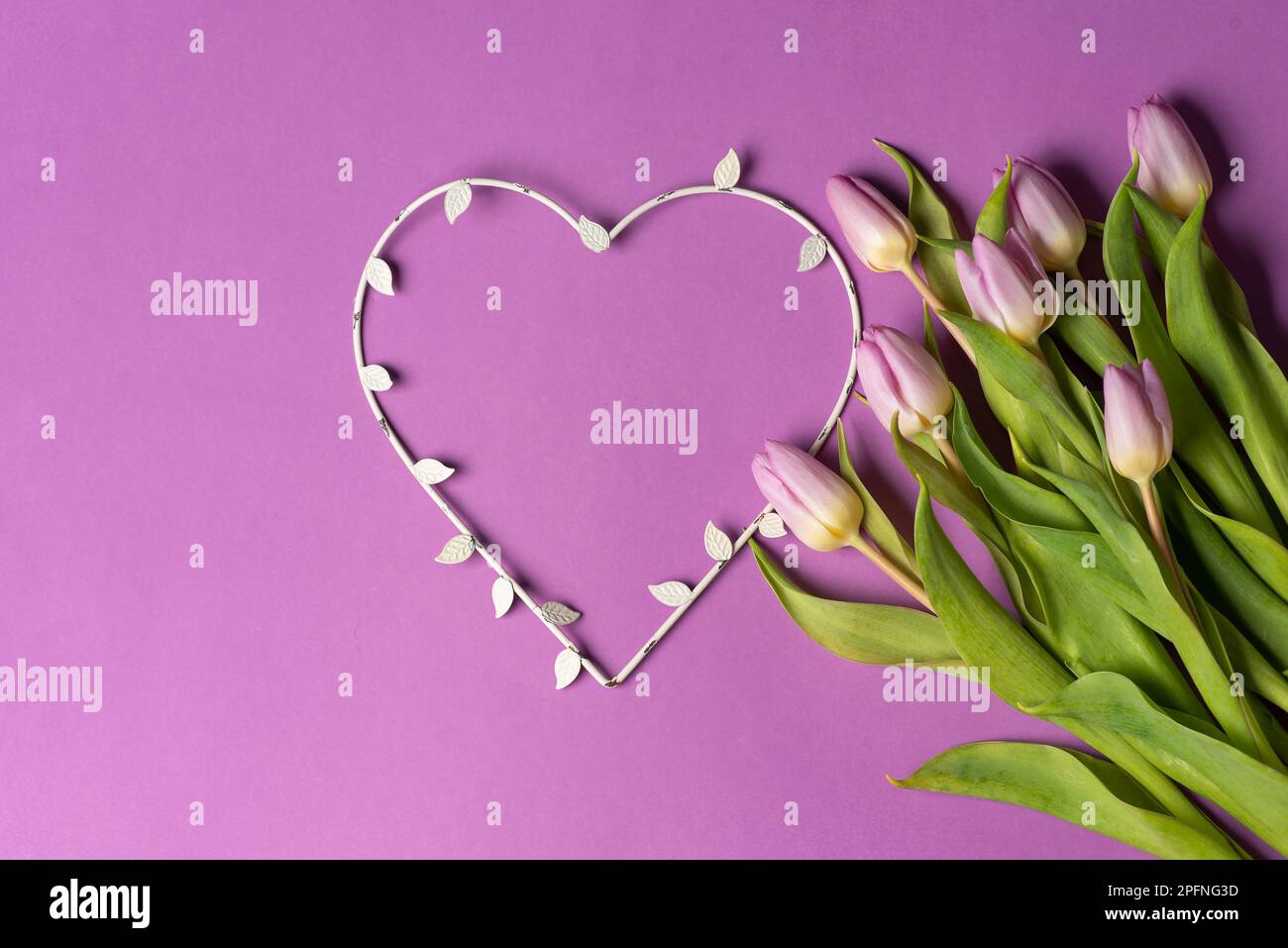 Purple tulips with a heart shape on matching purple background arrangement top view flat lay with copy space Stock Photo