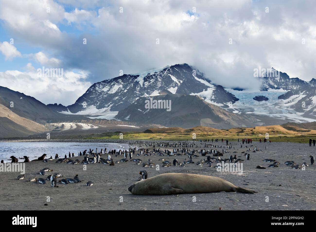 South Georgia, S. Andrews bay. King Penguins (Aptenodytes patagonicus). Southern Elephant Seal (Mirounga leonina) Stock Photo
