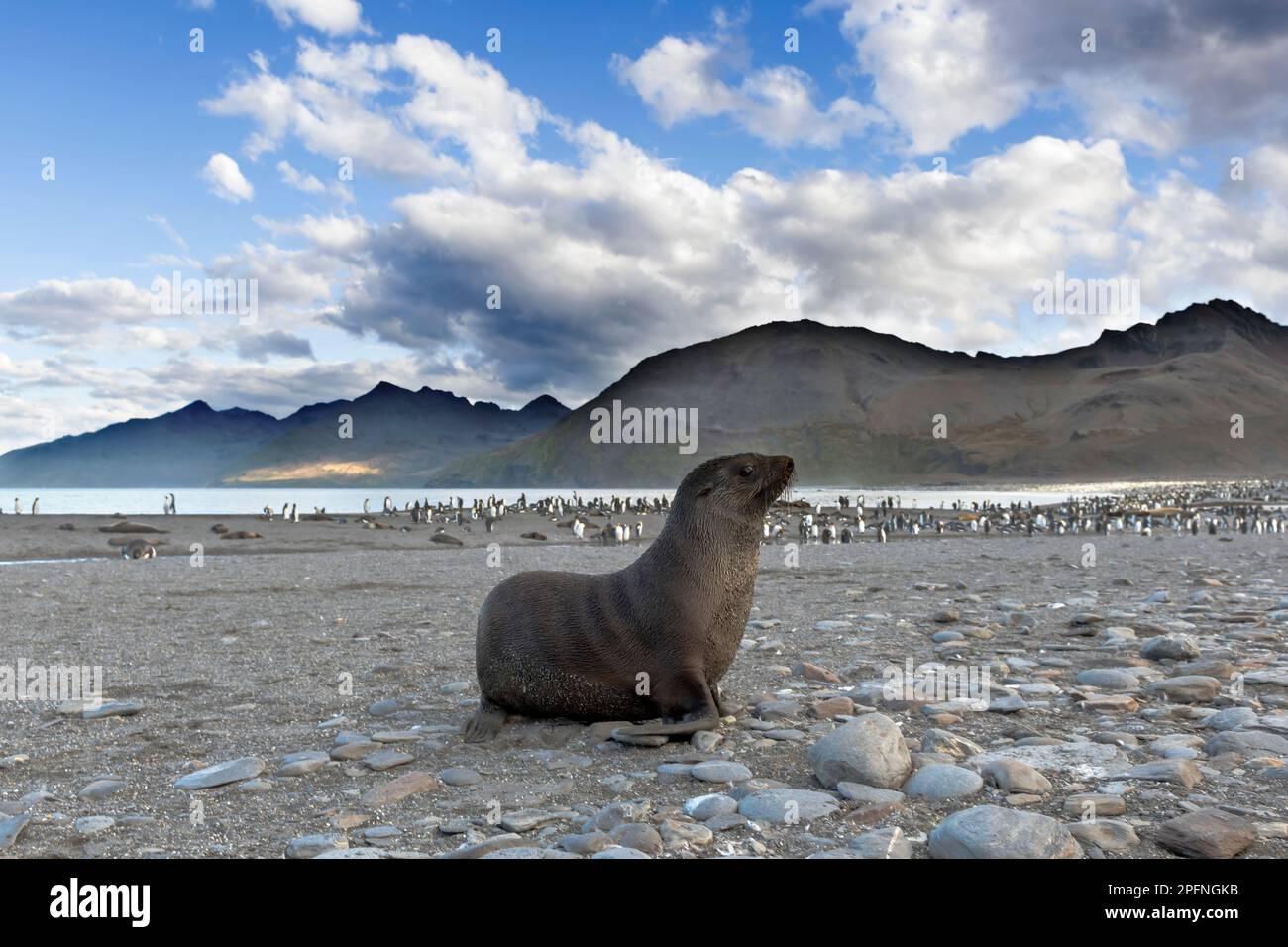 South Georgia, S. Andrews bay. King Penguins (Aptenodytes patagonicus). Antarctic Fur Seal (Arctocephalus gazella) Stock Photo