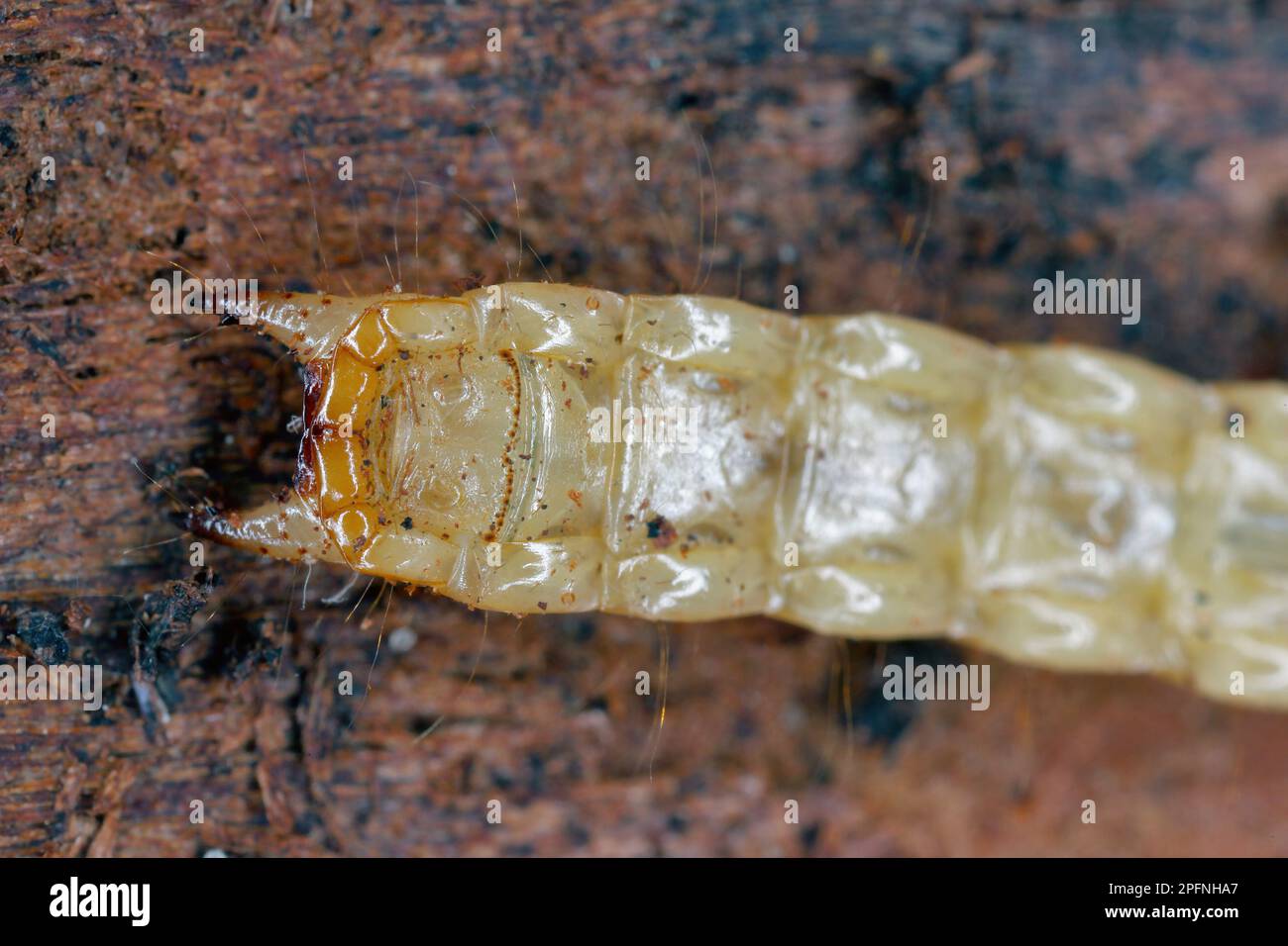Pytho depressus larva of this beetle (Pythidae family) on under pine bark. The characteristic shape of the end of the body. View from Below. Stock Photo