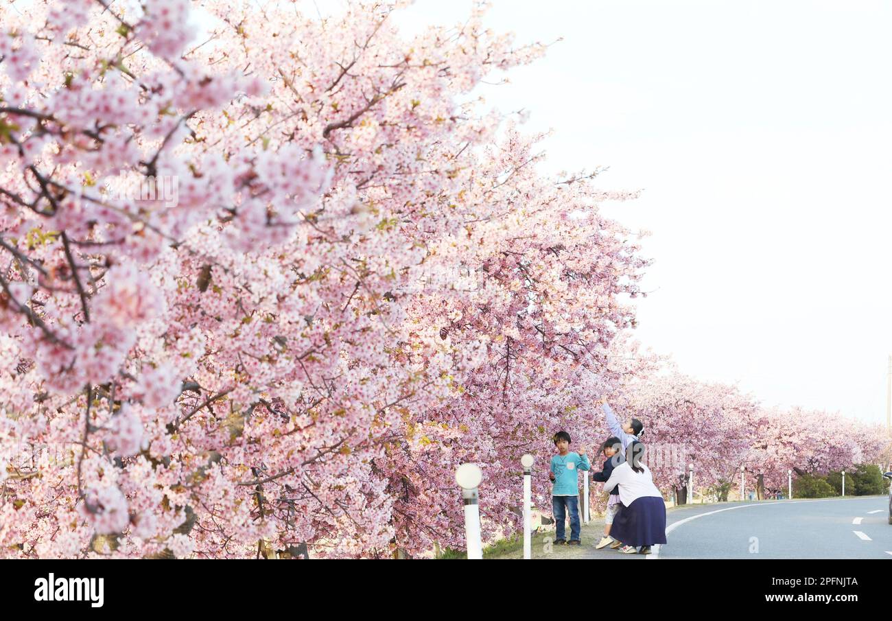 Kawazuzakura cherry blossoms in full bloom along Minato River in