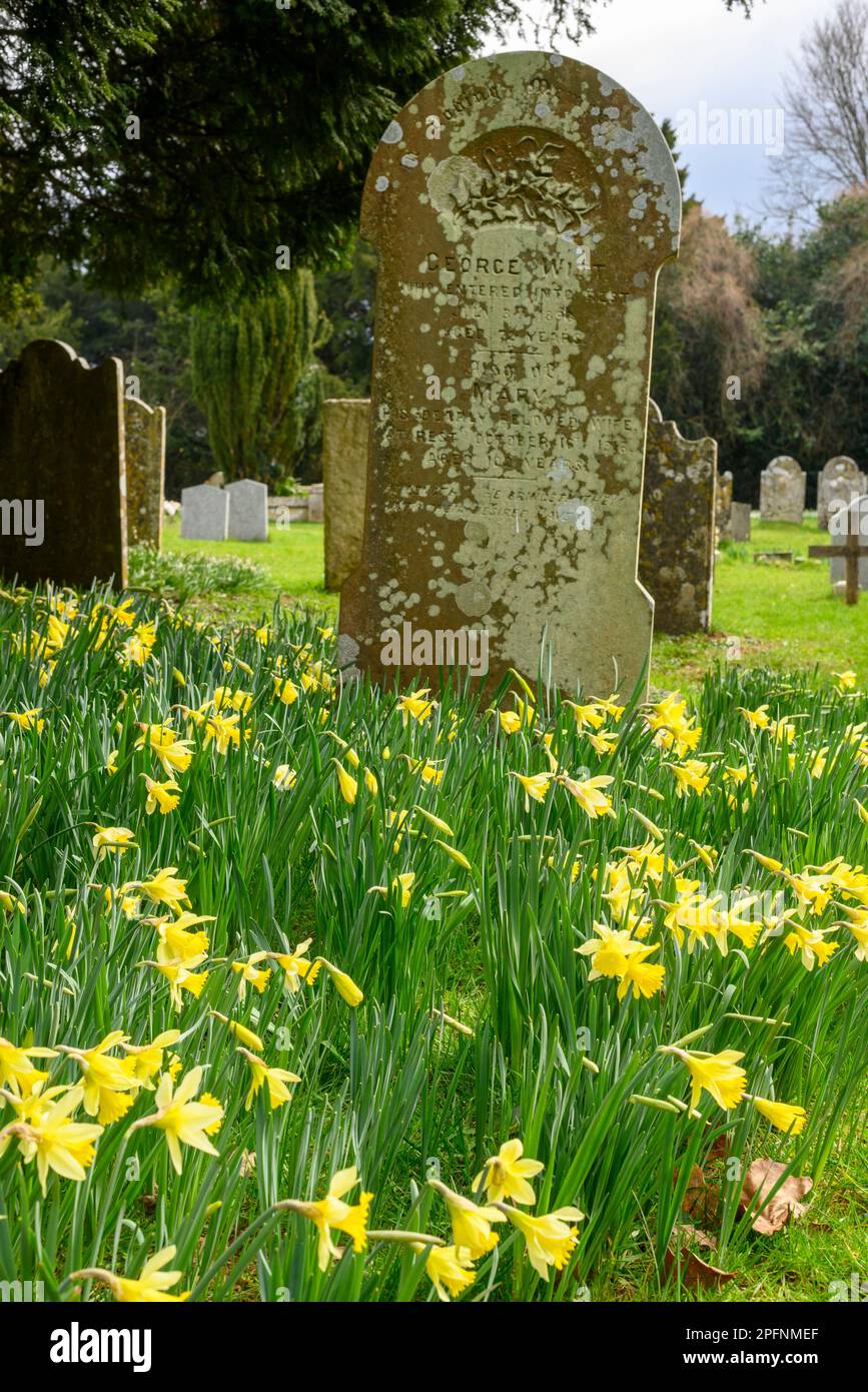 Daffodils (Narcissus) in a churchyard with gravestone, March, England, UK Stock Photo