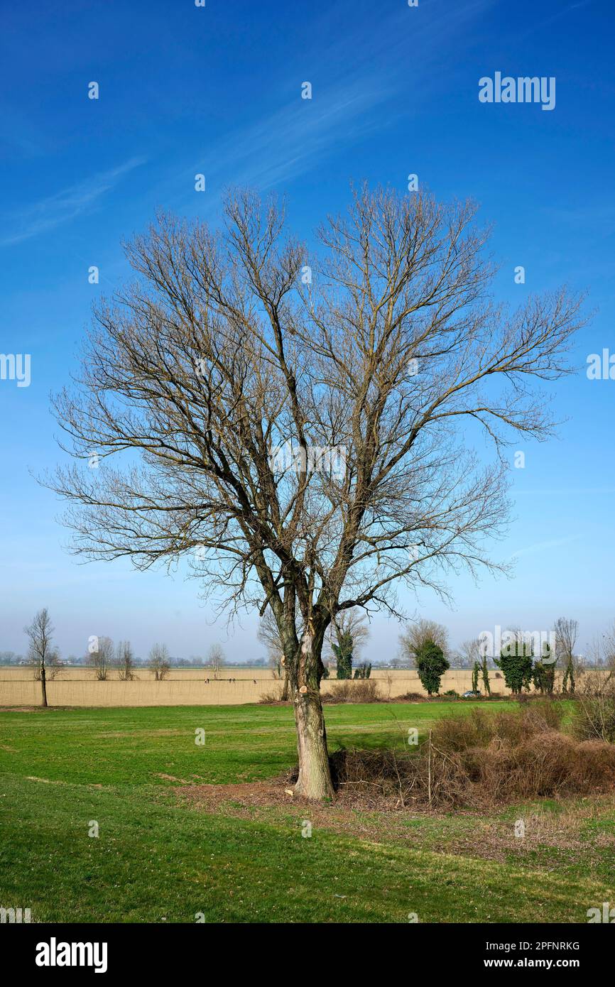 Motta baluffi hires stock photography and images Alamy