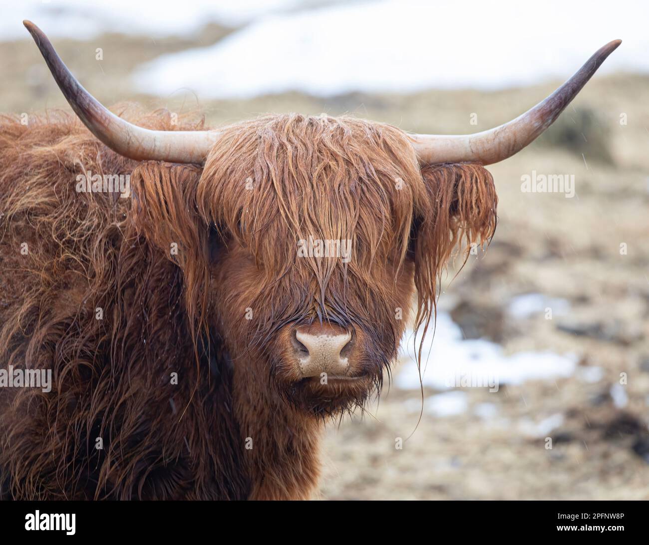 Closeup of a highland cow hi-res stock photography and images - Alamy