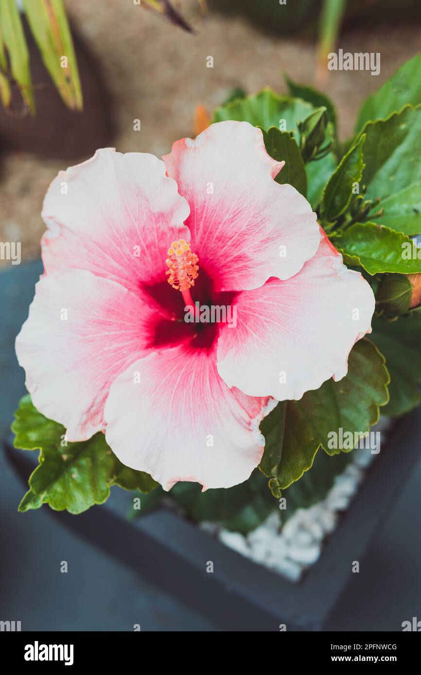 pink hibiscus flower with yellow stigmas and dark red centre, close-up shot in sunny backyard Stock Photo