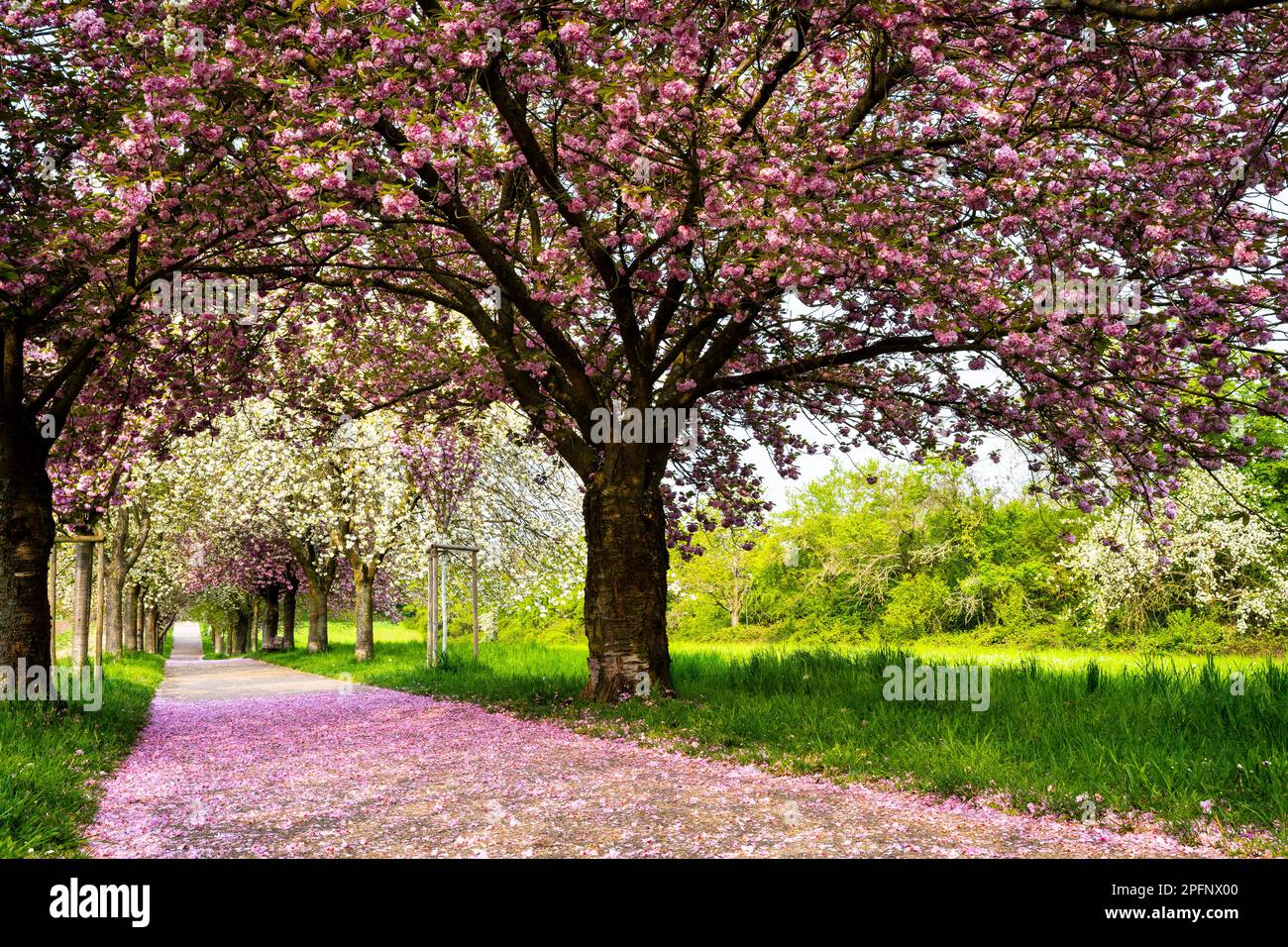 Cherry Tree In Spring A beautiful alley with blooming pink and white cherry trees in spring ...