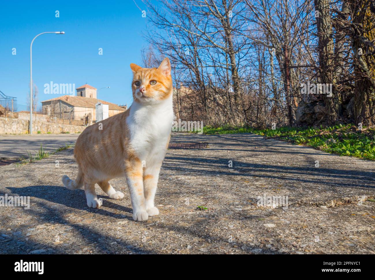Tabby and white cat in the street Stock Photo - Alamy