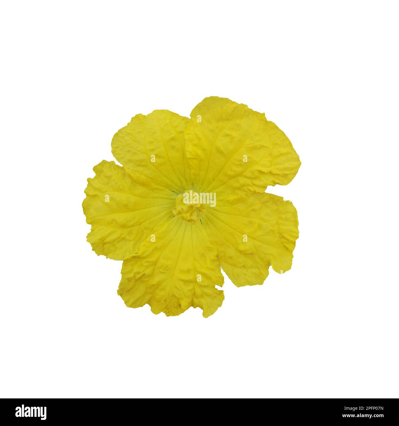 yellow flower luffa acutangular, Cucurbitaceae green vegetable on white background Stock Photo