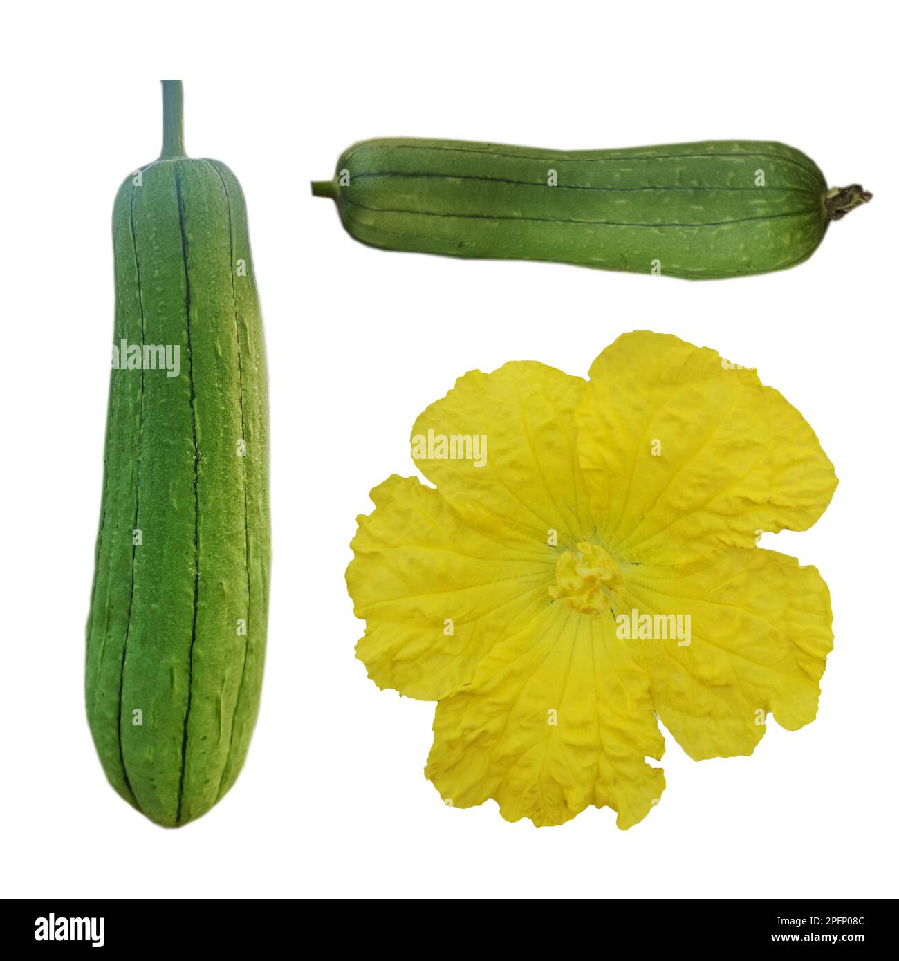 yellow flower luffa acutangular, Cucurbitaceae green vegetable on white background Stock Photo